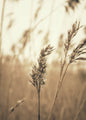 riet 3