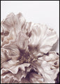 Sigma1 | POSTERBORD
