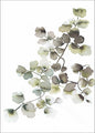 Waterplanten 1 | POSTER | POSTER
