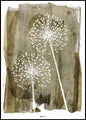 Witte paardenbloem | POSTERBORD