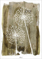 Witte paardenbloem | POSTER