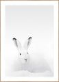 Wit konijn | Poster