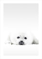 Witte zegel | POSTER