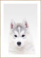 Witte Wolf | POSTERBORD