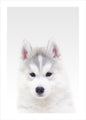 Witte Wolf | POSTER