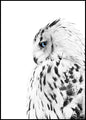 Witte uil | POSTERBORD