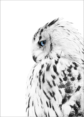 Hvid ugle | PLAKAT