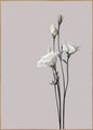 Bloem2 | POSTERBORD