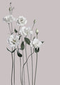 Bloem 1 | POSTER
