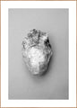 Oyster 1 | Poster