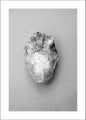 Oester 1 | POSTER