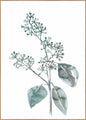 Waterplanten 4 | Poster