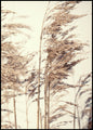 Riet 1 | POSTERBORD