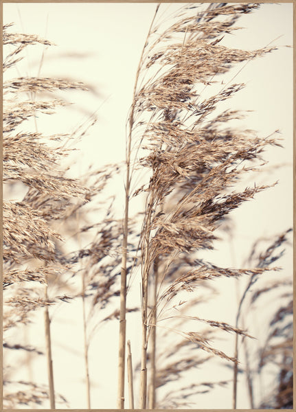 Reed 1 | POSTER BOARD